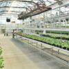 Greenhouse